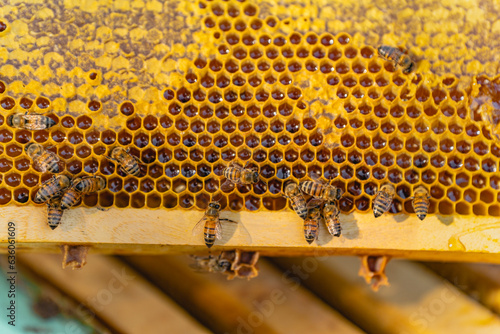Bee hive. 