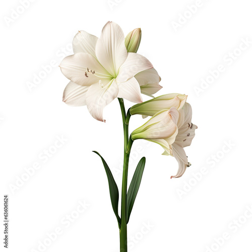 white amaryllis on transparent background photo