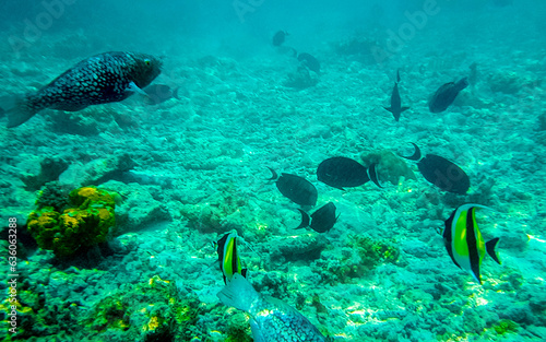 Snorkeling underwater views fish Corals turquoise water Rasdhoo island Maldives. photo