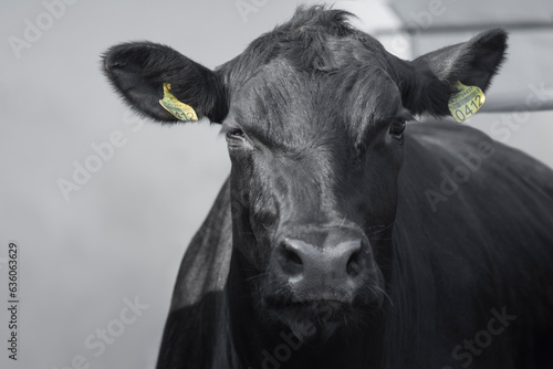 black cow farm animal