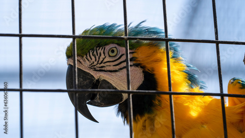 Closeup with curious macaw at Umgeni River Bird Park, Durban, South Africa