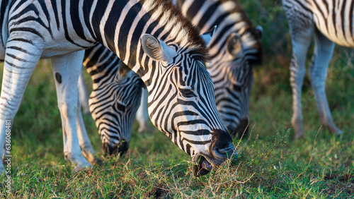 Zebras grazing in the meadow  Addo Elephant National Park  South Africa