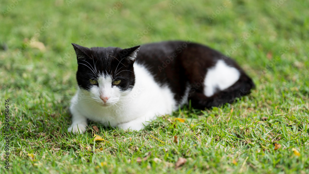 Kiwi relaxing in the garden, Port elizabeth, South Africa