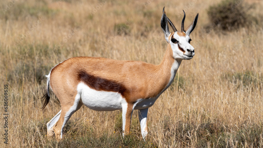 Springbok grazing in the grassland, Mountain Zebra National Park, South Africa Springbok grazing in the grassland, Mountain Zebra National Park, South Africa