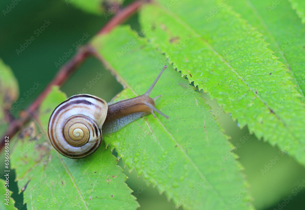 Brown-lipped Snail on branch early morning Brown-lipped Snail on branch early morning