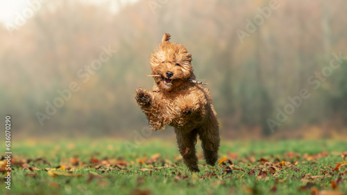 Cavoodle dog running in a park photo