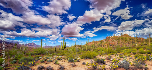 Spring in the Arizona Sonora Desert photo