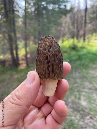 Stock image of hand holding freshly picked wild morel mushroom