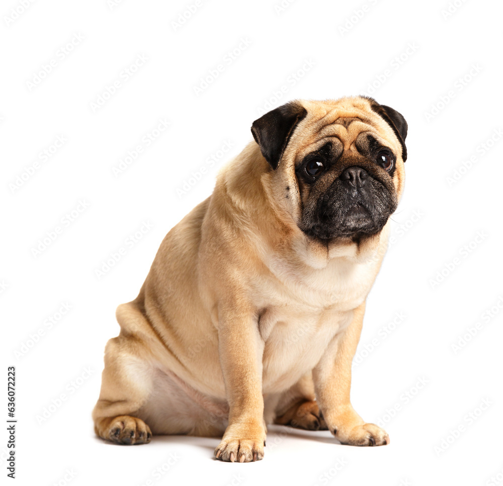 Purebred friendly funny dog pug sits on a white background.