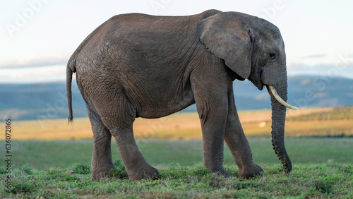 Elephant grazing  Addo Elephant National Park  South Africa