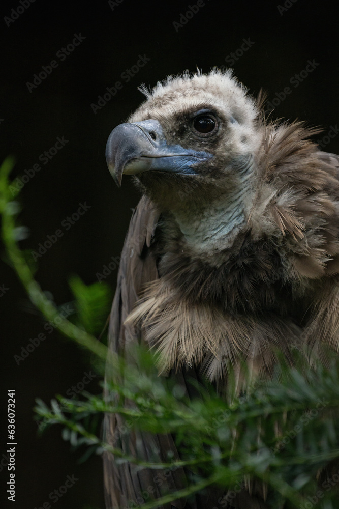 Portrait of vulture with black background. Portrait of vulture with black background.