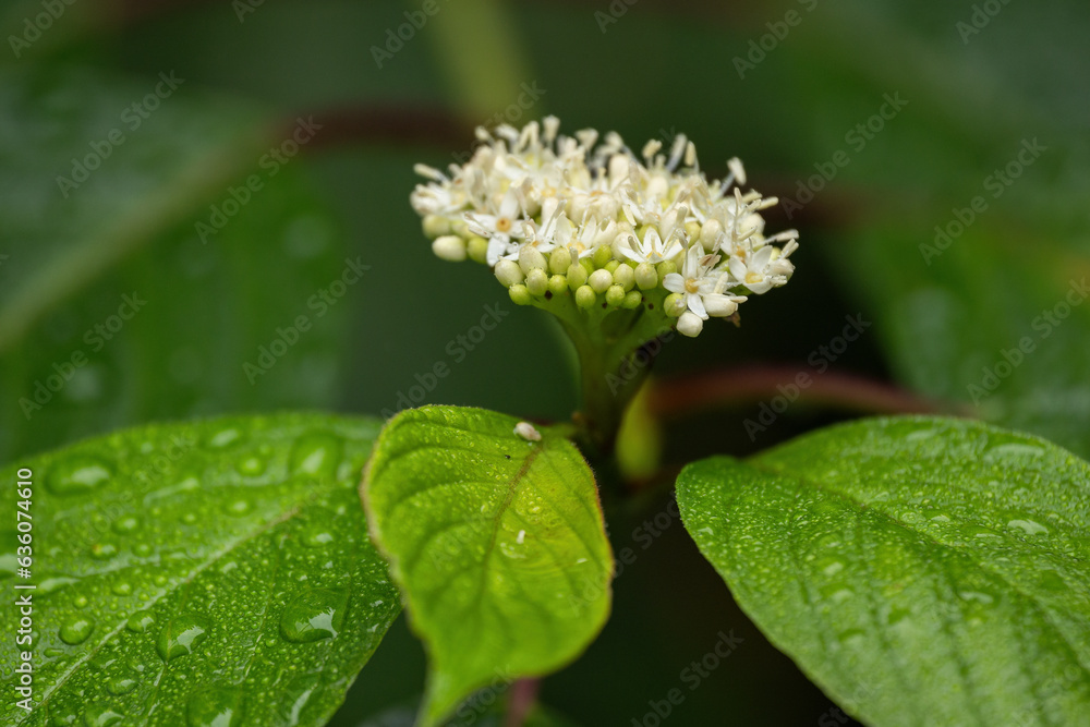 White tiny flowers and green leaves of the bush after the rain. White tiny flowers and green leaves of the bush after the rain.