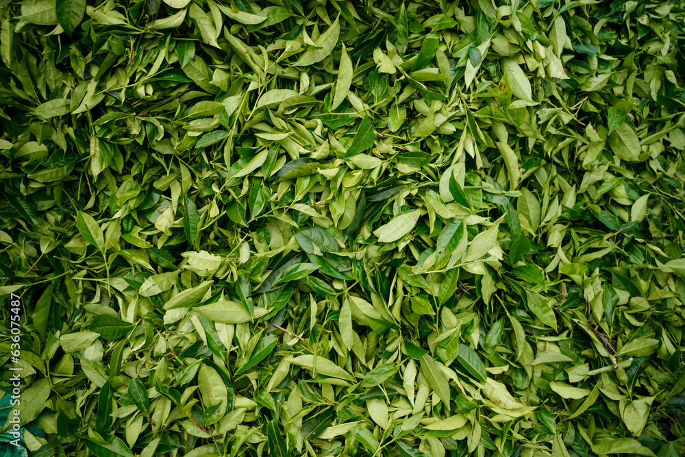 Tea leaves after harvesting on tea plantations Tea leaves after harvesting on tea plantations