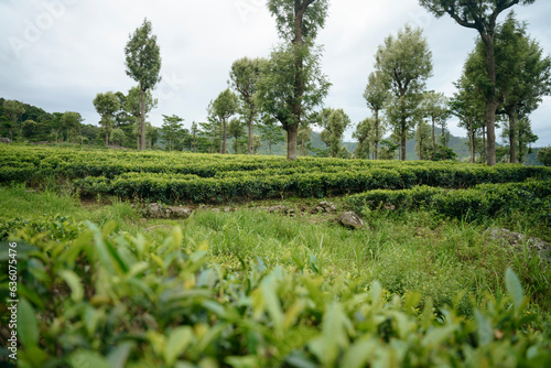 View of tea plantations in Sri Lanka