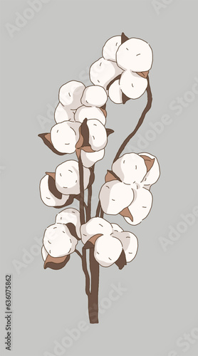 Illustration of a leaf of a cotton plant. Cotton and cheesecloth are made using the hairs produced when the seeds bear fruit.