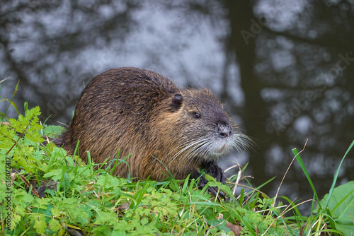 Beaver on the river bank