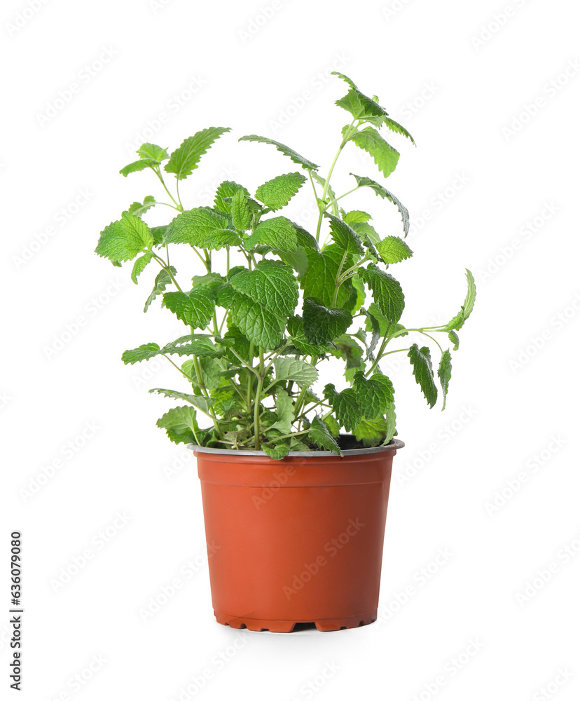 Aromatic green potted lemon balm plant isolated on white Aromatic green potted lemon balm plant isolated on white