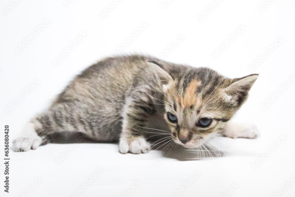 Fototapeta premium kitten