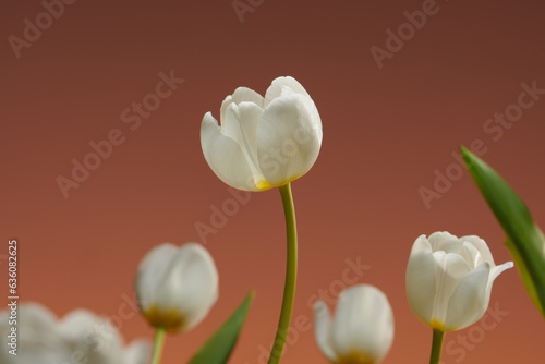 beautiful white delicate spring tulip photo