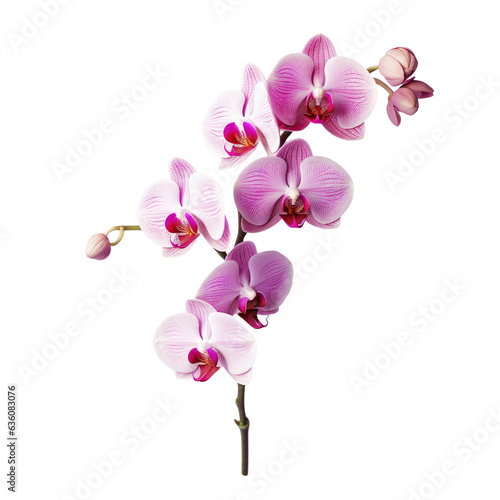 Lonely purple flower on transparent background