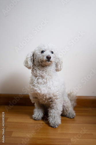Portrait Of A Cute Dog Before Bath