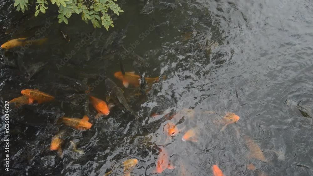koi fish swimming in the pond koi fish swimming in the pond