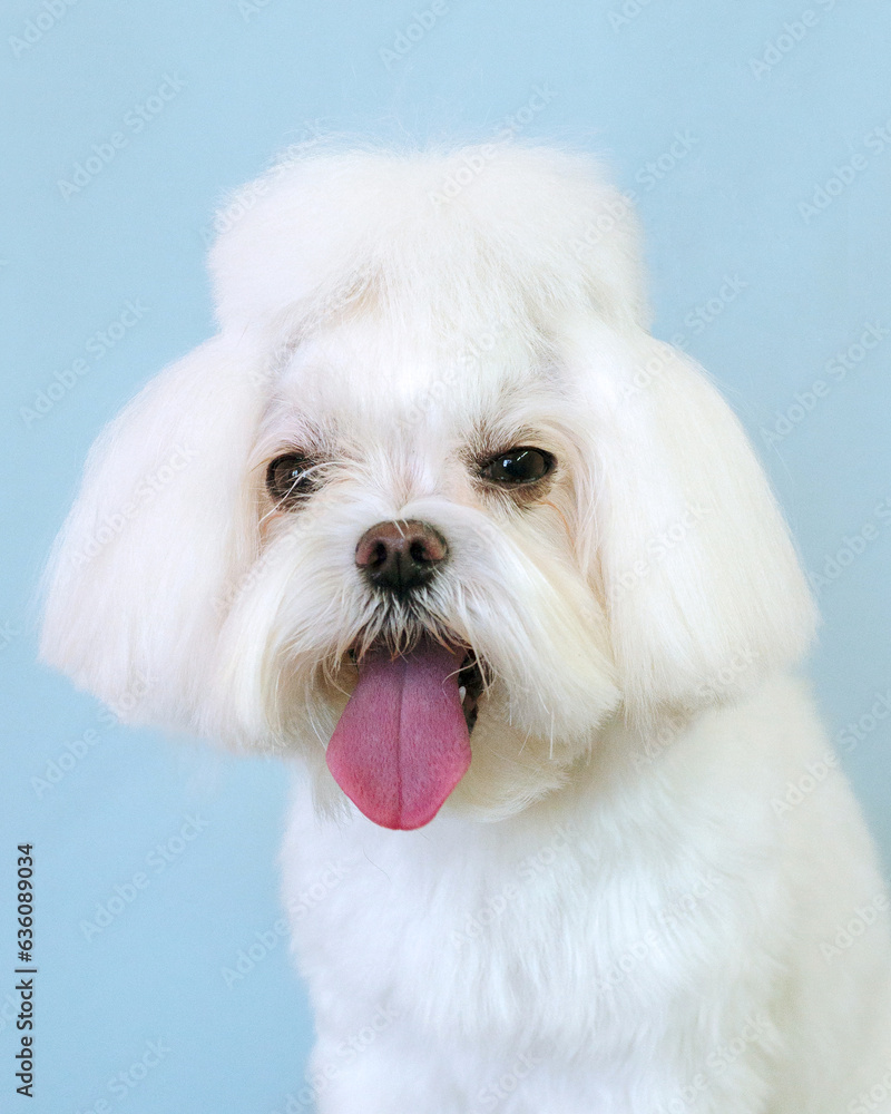 Portrait of a small dog before a haircut in a grooming salon Portrait of a small dog before a haircut in a grooming salon