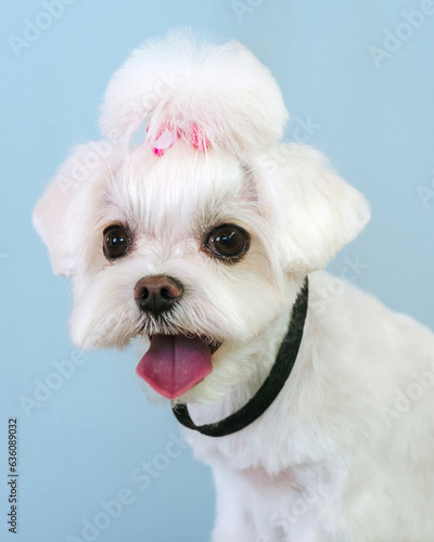 A stylish portrait of a small dog after a visit to the grooming salon