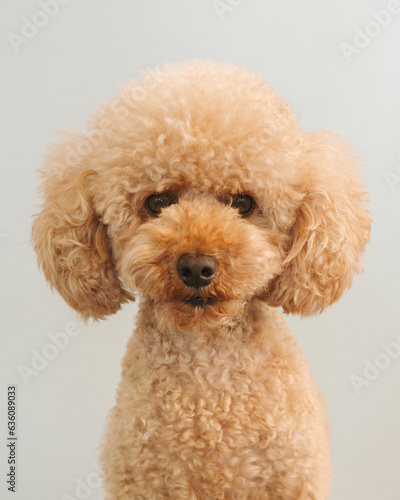 Portrait of a small dog before a haircut in a grooming salon