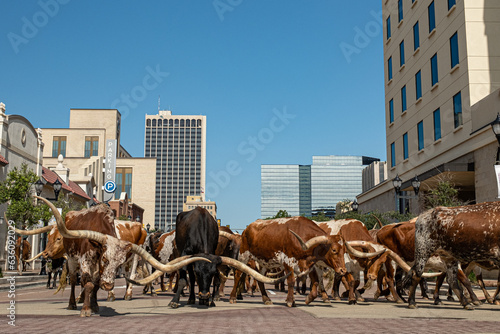 Longhorns Amarillo Texas photo