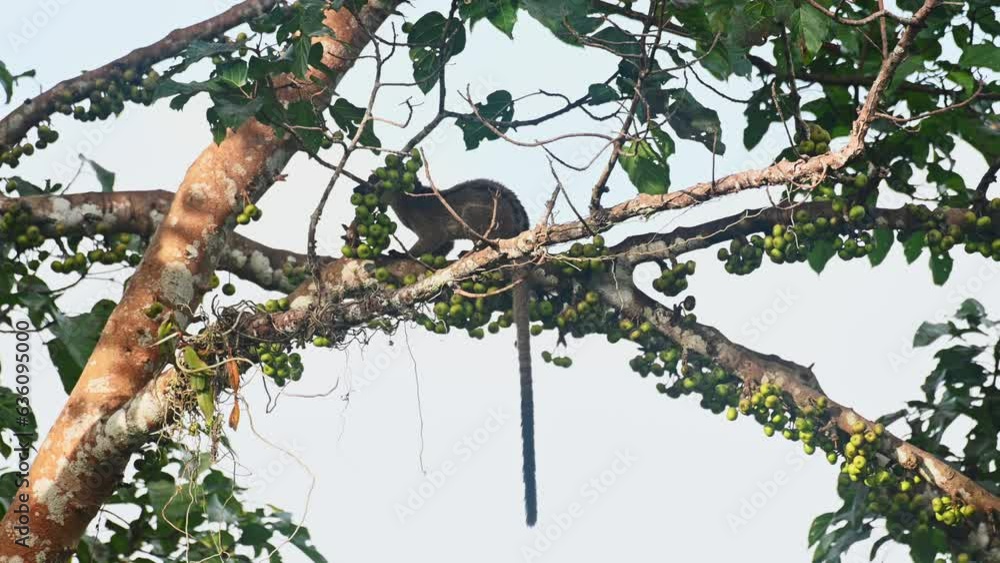 After eating some ripe fruits, the Threestriped Palm Civet