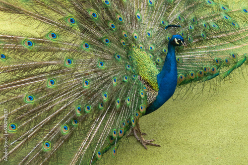 peacock bird photo