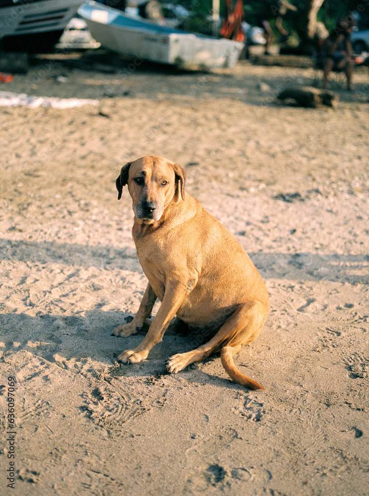 A tan Labrador retriever sitting on the beach in Costa Rica
A tan Labrador retriever sitting on the beach in Costa Rica