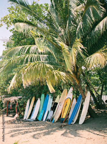 Surf boards lined up by palm trees