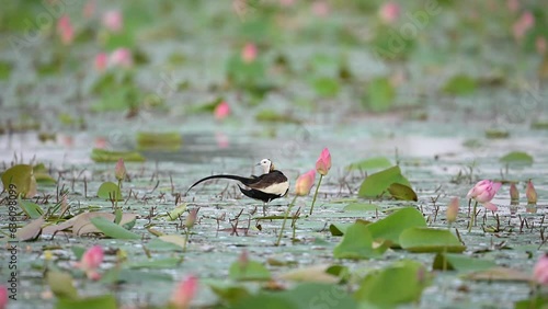 Pheasant-tailed jacana (Hydrophasianus chirurgus) walking on aquatic vegetation for food photo