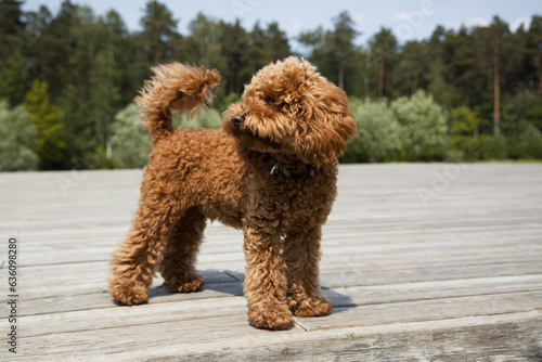 Cute toy poodle puppy outdoors 