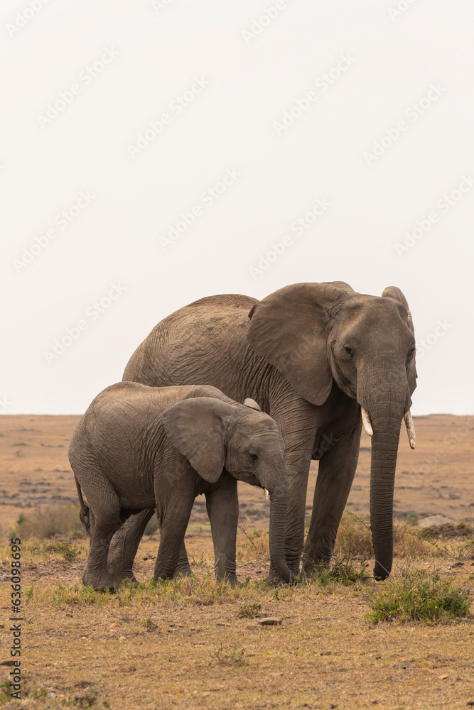 Elephant And Her Baby Walk Through The Savannah Elephant And Her Baby Walk Through The Savannah