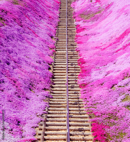 北海道　東藻琴芝桜公園の芝桜