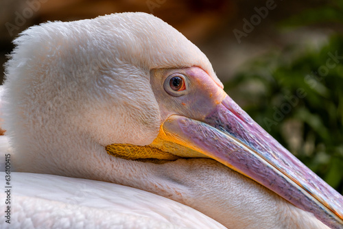 Close-up portrait of a Great White Pelican (Pelecanus onocrotalus). photo