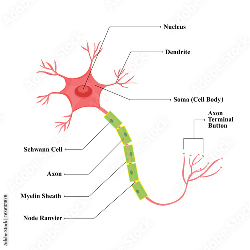 Neuron cell anatomy vector	