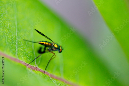 Small Metallic Fly on Milkweed Plant © Richard