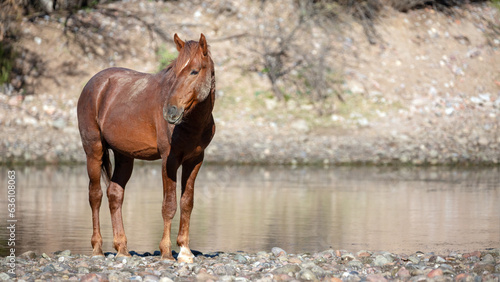Bright colored red bay wild stallion on the gravel banks of the Salt River near Mesa Arizona United States