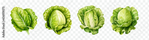 Lettuce watercolor graphic transparent isolated 