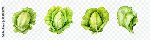 Lettuce watercolor graphic transparent isolated 