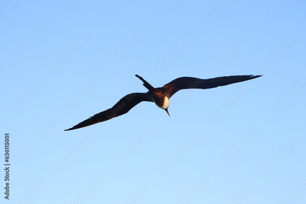 Aves en el cielo y el mar 