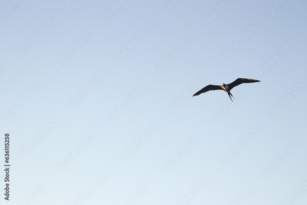 Aves en el cielo y el mar Aves en el cielo y el mar