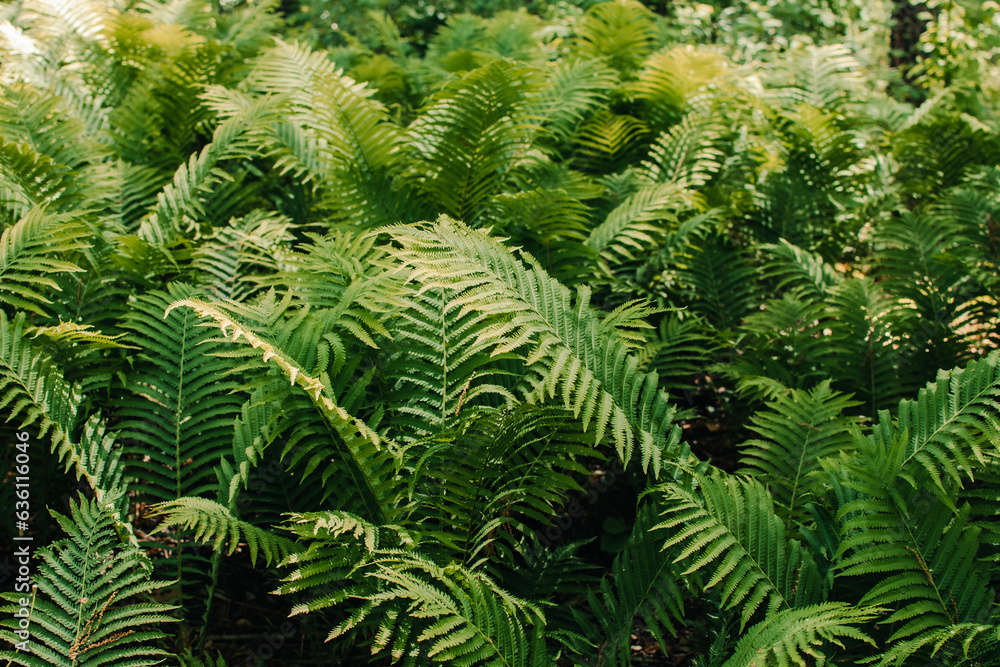 Texture of Ostrich Ferns Texture of Ostrich Ferns