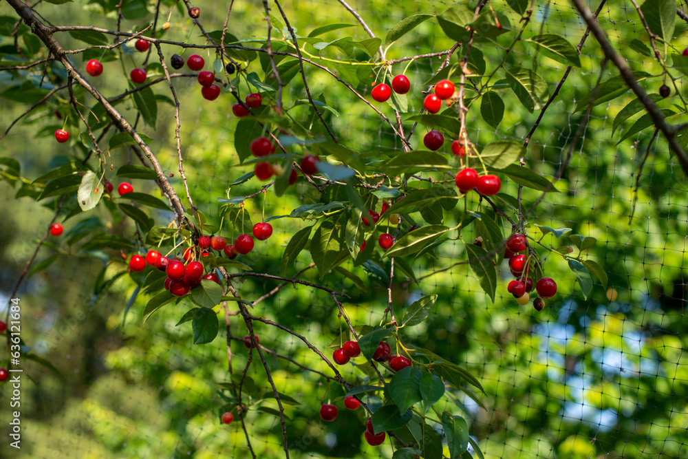 Ripe Cherries protected with netting Ripe Cherries protected with netting