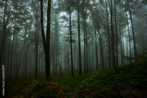 Deciduous misty forest photo
