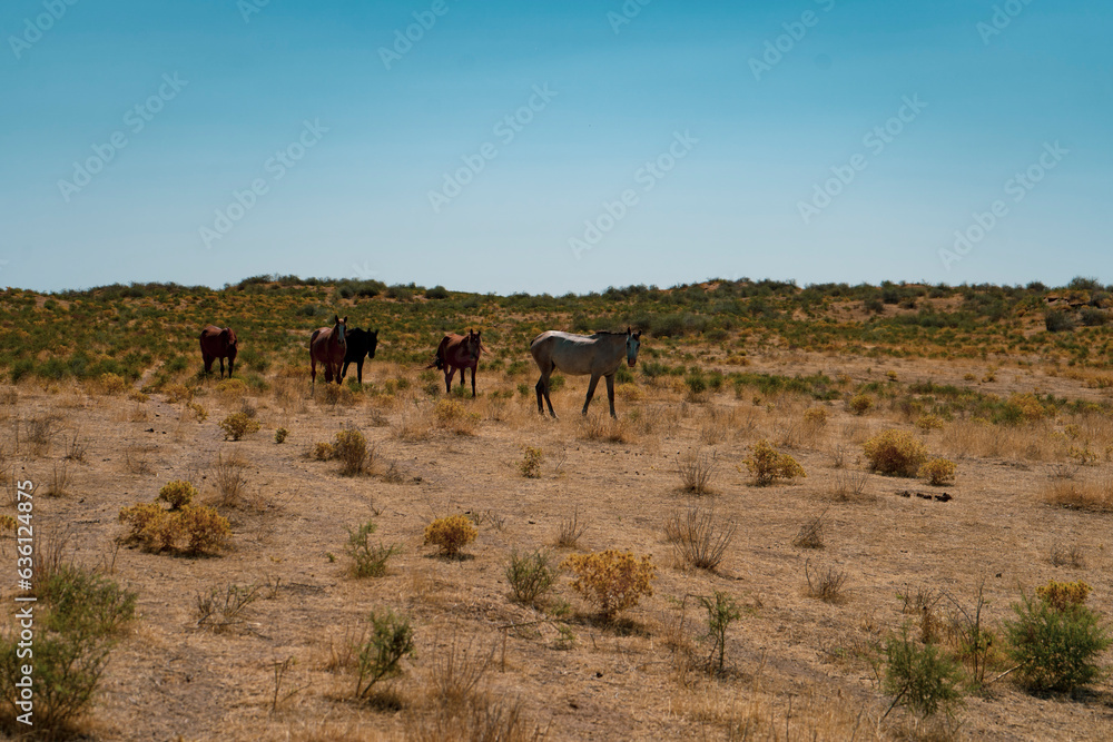 Naklejka premium a group of horse in a desert